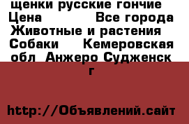 щенки русские гончие › Цена ­ 4 000 - Все города Животные и растения » Собаки   . Кемеровская обл.,Анжеро-Судженск г.